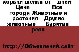 хорьки щенки от 35дней › Цена ­ 4 000 - Все города Животные и растения » Другие животные   . Бурятия респ.